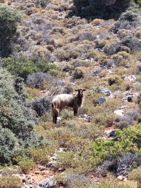 West Kreta — foto 131